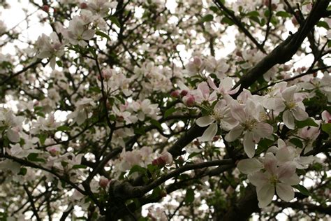 Apple Tree Blossoms Spring Flowering Tree Trees Free Nature Pictures