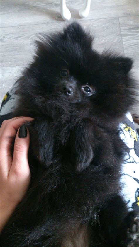 Im Naming Him Oogy Pomeranian Black Pomeranian Pomeranian Puppy