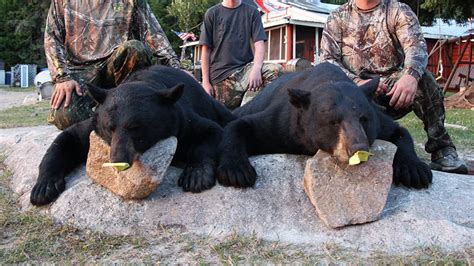 Black Bear Hunting Highwind Lake Camp
