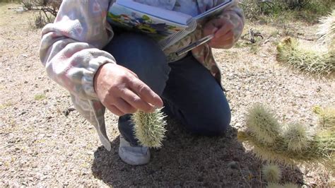 Mary Gets Into A Painful Jumping Cholla Nightmare In Mojave Desert