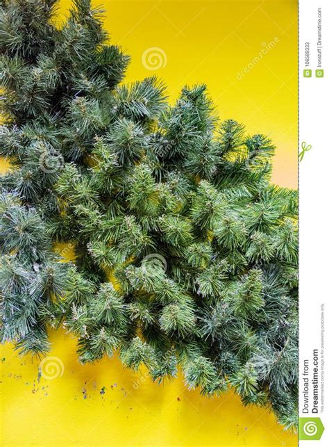 Green Coniferous Branch Stock Image Image Of Botany 106589333