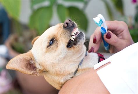 Premium Photo Veterinarian Brushing Dogs Teeth With Toothbrush Dental