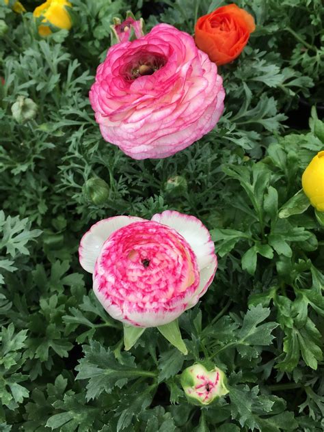 Moments Of Delightanne Reeves Ranunculus A Bright Floral Story By