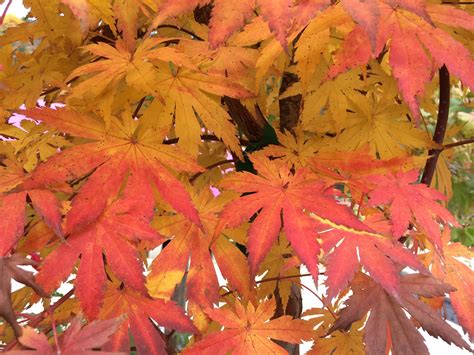 Korean Maple Knechts Nurseries And Landscaping