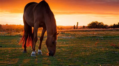 Horse Eating Grass In Sunset Wallpapers Share