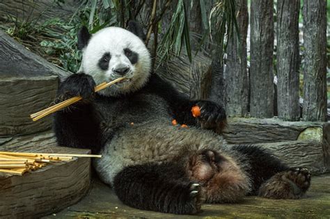 Panda Gigante Está Comiendo Un Bambú En El Zoológico Foto Premium