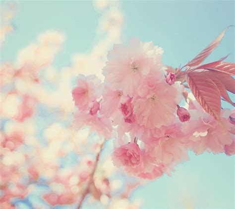 Cherry Blossoms Blossom Flower Pretty Summer Hd Wallpaper Peakpx