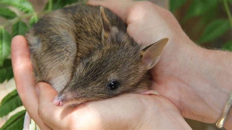 Australias Bandicoots Brought Back From The Brink Of Extinction