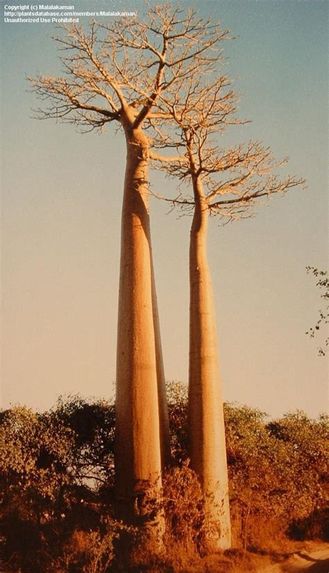 Plantfiles Pictures Baobab Monkey Bread Tree Adansonia Grandidieri