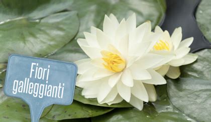 Recensisci per primo aqua lumo fiori acquatici cm 9,5×6,5×12,5 annulla risposta. 6 piante da mettere in un giardino acquatico - LEITV