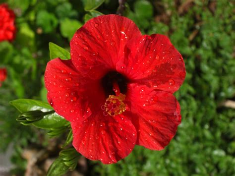 Big Red Spanish Flower By Ben Slawson Redbubble