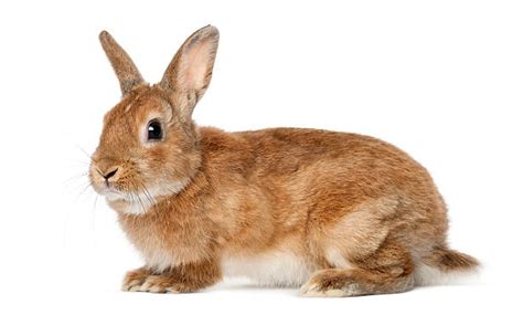 Royalty Free Rabbit White Background Pictures Images And Stock Photos