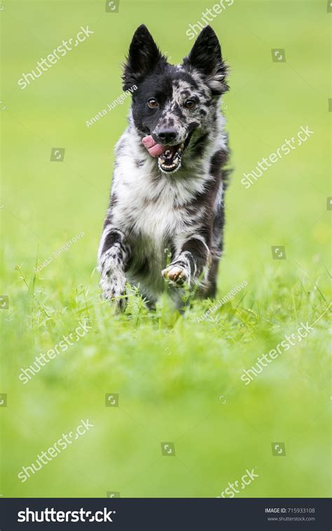 Merle Mudi Running On Green Grass Stock Photo 715933108 Shutterstock