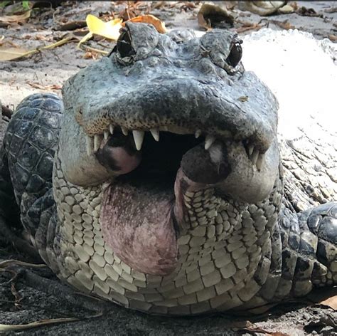 Alligator Got Half His Jaw Bitten Off In Fight Yes Thats His Tongue