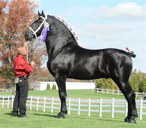 11 Interesting Facts About The Percheron Horse Breed