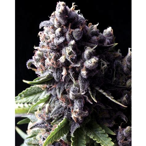 Semillas De Cannabis Pyramid Seeds Autoflorecientes Auto Purple