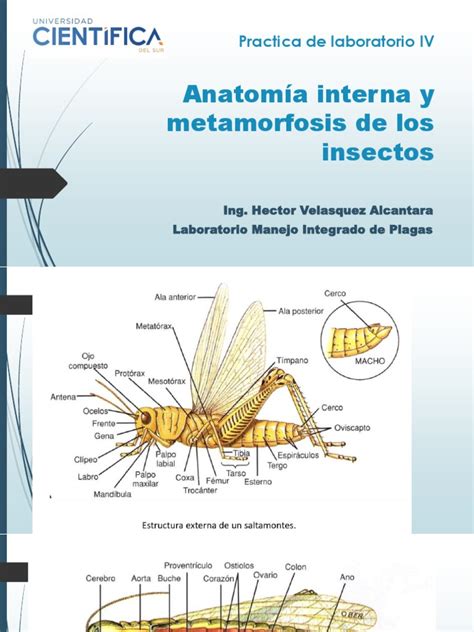 Anatomía Interna De Los Insectos