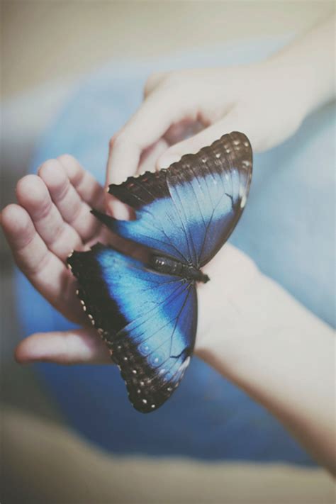 Lovemarlybauerblog Beautiful Butterflies Life Is Strange Butterfly