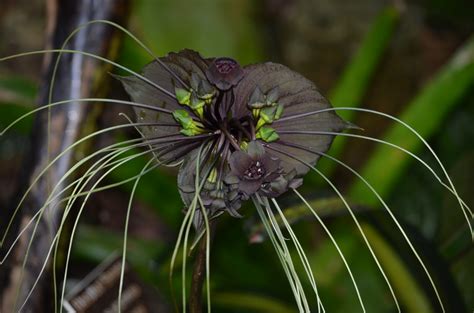 Black Bat Flower Inspiration Lewis Ginter Botanical Garden