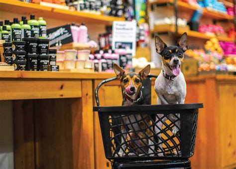 30 Best Images Pet Store Boston Pet Dog Dogs Mug Bostonterrier