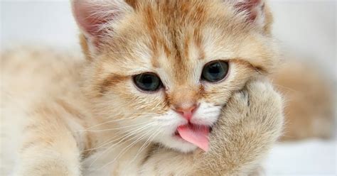 Lidah Kucing Nampak Berduri Dan Kasar Kenapa Ya Buster Wolf Website