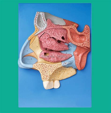 Nasal Cavity - Supportive Bones and Cartilages of the Nasal Cavity