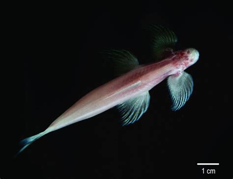 Cryptotora Thamicola Cavefish Walks Like Four Legged Creature
