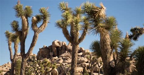 California Desert Plants And Animals