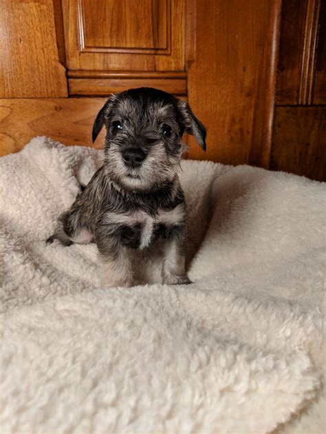 This sweet boy will be 8 weeks old and ready to go to his forever home may 3rd. Miniature Schnauzer Puppies For Sale | New Carlisle, OH #284699