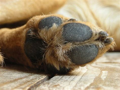 Dog Paw Pad Infection Cuteness