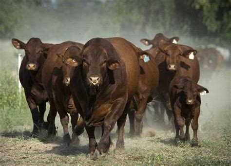 Beef Cattle Discovery Breeds Santa Gertrudis Animal And Food Sciences