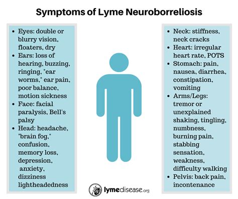 Sintético 92 Foto Enfermedad De Lyme Síntomas En Humanos Lleno