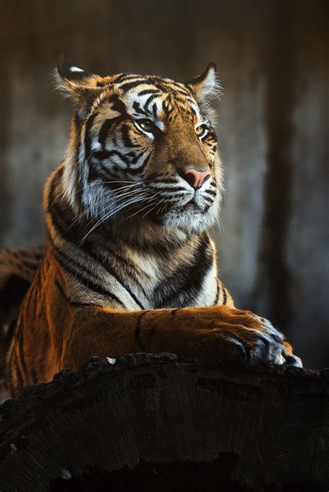 Sumatran Tiger By Ondřej Chvátal 500px