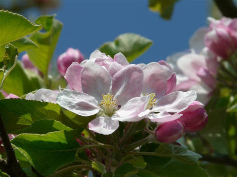 Free Images Branch Flower Petal Bloom Spring Botany
