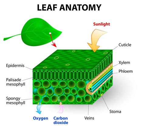 Internal Structure Of A Leaf Luke Wilkins