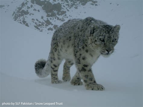 Through Golden Eyes Amazing Wild Snow Leopard Photos
