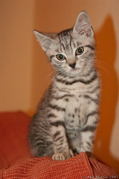 Chances are pretty high you've seen an orange tabby cat—and you've probably met a few, too. 40 Pictures of Cute Silver Tabby Kittens - Tail and Fur