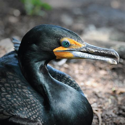 Double Crested Cormorant Saint Louis Zoo