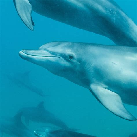 Bottlenose Dolphin Facts