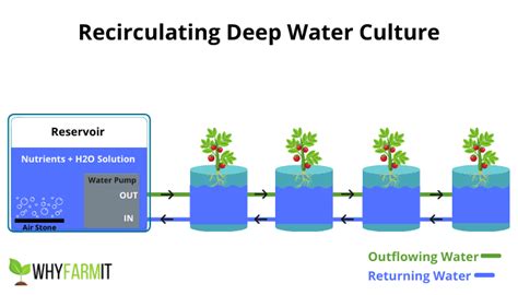 Rdwc System Basics Ampd Up Deep Water Culture