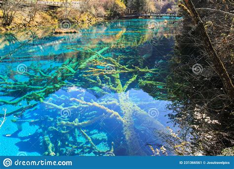 Lake With Trees Submerged At Jiuzhaigou National Park Stock Image