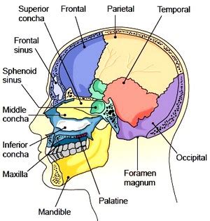 Vector illustration scheme of bone cross section. Axial skeleton. Cranium. Facial bones. Vertebral column ...