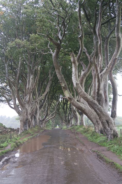 Dark Hedges One Of The Many Games Of Thrones Locations In Northern