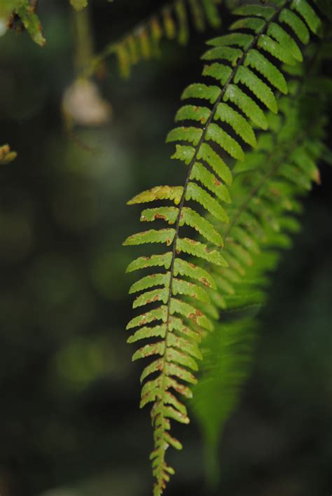 Oleandra Articulata Ferns And Lycophytes Of The World