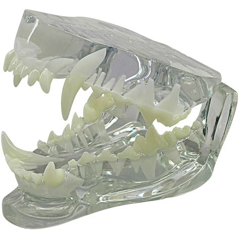 Gpi 9196 Clear Canine Jaw Model