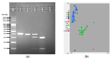 Genes Free Full Text Development And Validation Of Kasp Assays For The Genotyping Of Racing