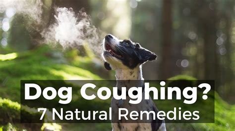 What Can You Give A Dog For Coughing