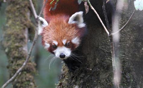 Tom Kogut Photography India Singalila National Park Red Pandas