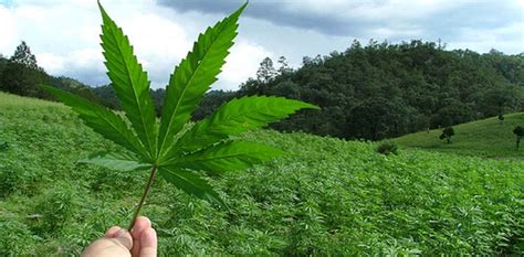 Los defensores de la legalización de la marihuana sostienen que el proyecto de ley tiene un alcance demasiado limitado, aunque con más de 120 millones de personas, méxico representaría el mayor mercado de marihuana del mundo por población. Secretario de Turismo propone legalizar la marihuana en ...