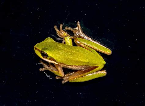 Eastern Sedge Frog Eastern Dwarf Tree Frog Litoria Fallax Green